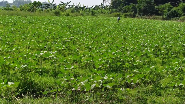 Resilient mung bean plants thriving under extreme heat, featuring healthy green leaves, strong growth, and excellent drought tolerance in hot, sunny agricultural conditions.