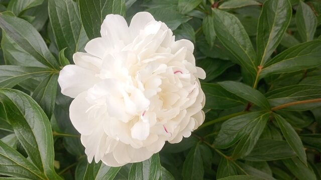 white peony in the garden