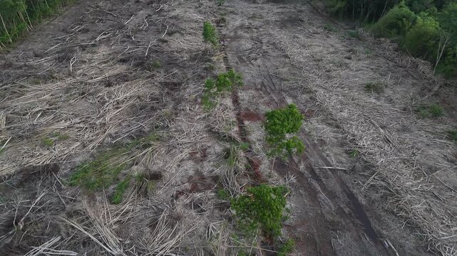 An aerial view showing deforestation and a landscape that has been completely cleared, with barren land and traces of logging.