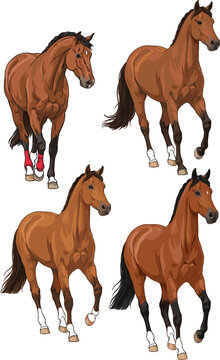 Beautiful brown horse running vector illustration set, realistic bay stallion characters collection for equestrian design