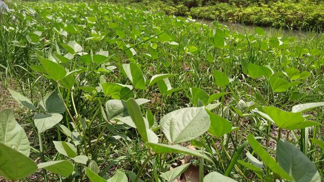 Resilient mung bean plants thriving under extreme heat, featuring healthy green leaves, strong growth, and excellent drought tolerance in hot, sunny agricultural conditions.