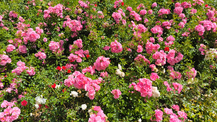 Fototapeta premium Vibrant Rose Garden Full of Pink, Red and White Roses in Full Bloom on Sunny Summer Day