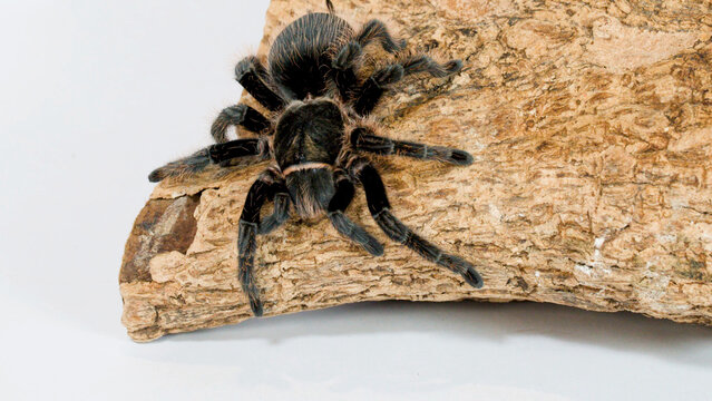 Large Hairy Tarantula Crawling on Textured Wood Log Against White Background