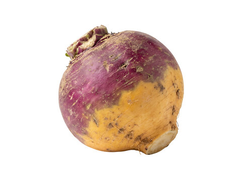 Rutabaga, turnip, root vegetable, purple, yellow isolated on Transparent Background