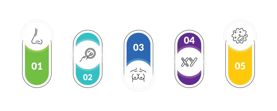 outline human body parts icons set - male e of a line, fertilization, masculine chromosomes, basophil. editable vector for web and mobile ui