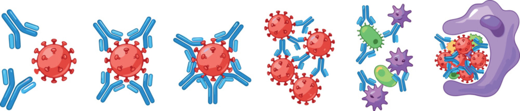 Antibody Immune Response Process showing Neutralization and Phagocytosis of Viruses Infographic Vector Set for Medical Science Education and Healthcare Diagrams
