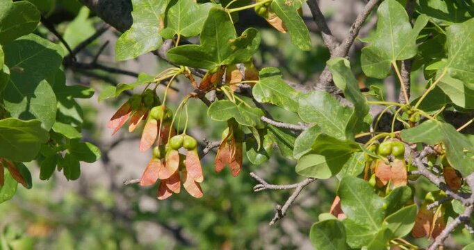 Fruits of Montpellier Maple (Acer monspessulanum) on a Branch