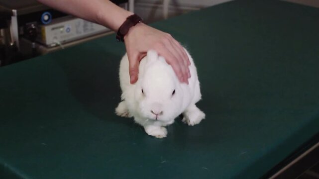 Person petting a small white rabbit on a veterinary table during a medical examination.