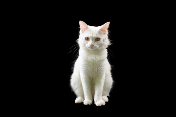 Fototapeta premium Beautiful domestic white cat isolated on black background, elegant portrait of purebred angora or persian cat in low key studio