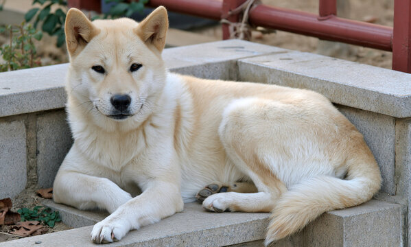 a korean jindo dog