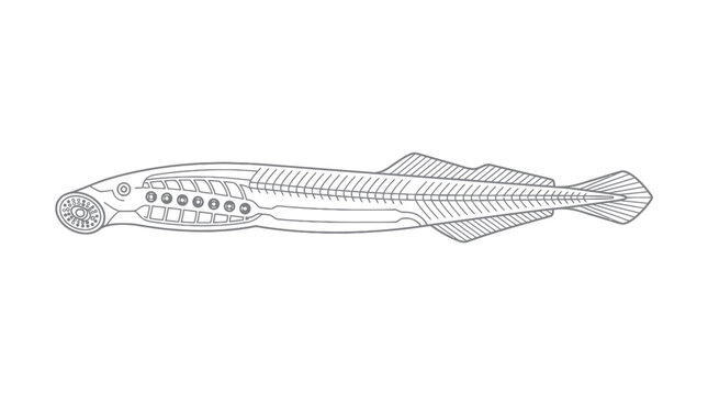 Lamprey Line Art Vector Illustration