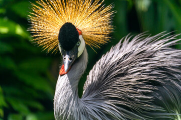 Obraz premium Black Crowned-Crane (balearica pavonina) at the Panaʻewa Rainforest Zoo and Gardens in Hilo (Big Island) 