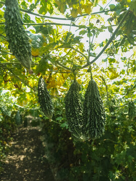 Bitter gourd cultivation in a rural agricultural farm