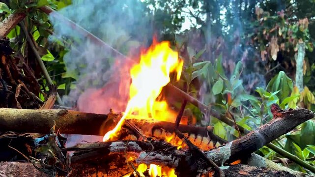 Campfire with glowing embers and burning logs clearly visible surrounded by tropical forest in outdoor setting
