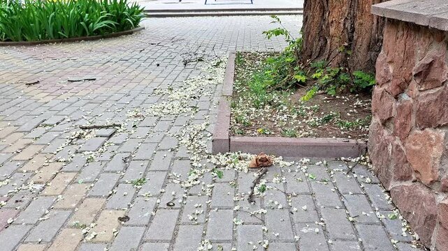Spring tree blossoms scattered across a paved sidewalk beside a stone wall and mature tree. Urban outdoor scene with fallen petals creating a natural seasonal pattern