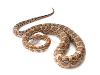 Obraz premium corn snake eating mouse