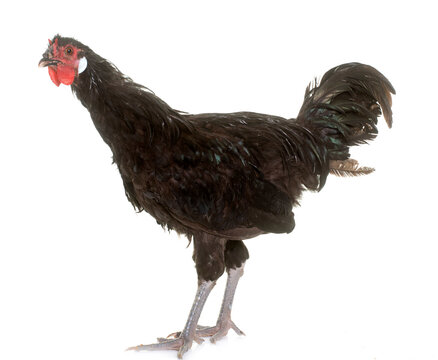la Fleche chicken