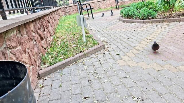 Pigeons walking along a paved park pathway in an urban garden setting. Calm outdoor scene featuring city birds, brick walkways, greenery, and everyday wildlife activity