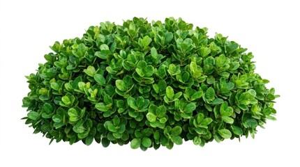 Obraz premium Green bush isolated on white background