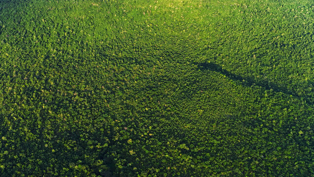 Vast green field bathed in golden
