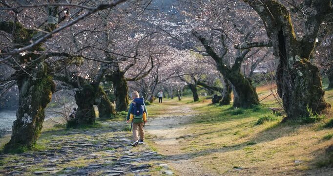Child Walking Under Cherry Blossom Tree Tunnel In Hiroshima Japan, wide shot