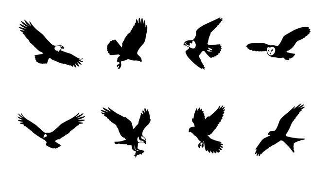 Silhouette Bird Icons Set, Majestic Raptors in Flight, Diverse Avian Species Collection, Vector Graphics for Nature and Wildlife Themes