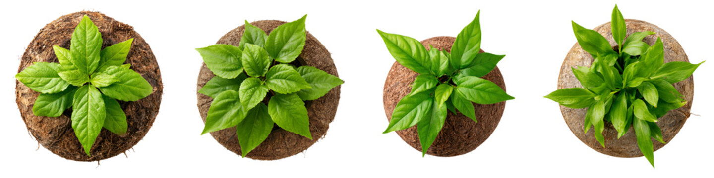 Four small green plants with brown soil balls on transparent background