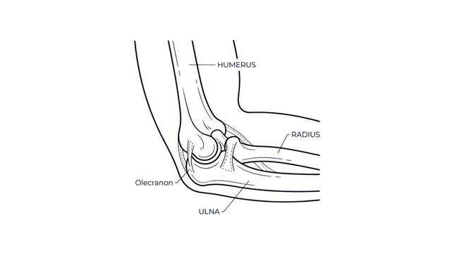 Human elbow joint anatomy with humerus radius and ulna bones