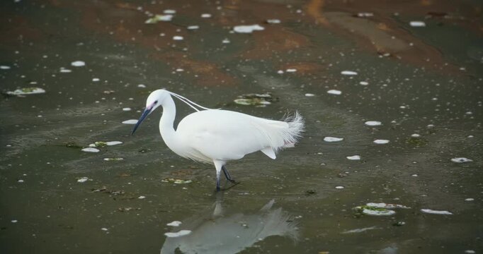 Little Egret Wading in Shallow Water, Hiroshima Japan - slow zooming in shot