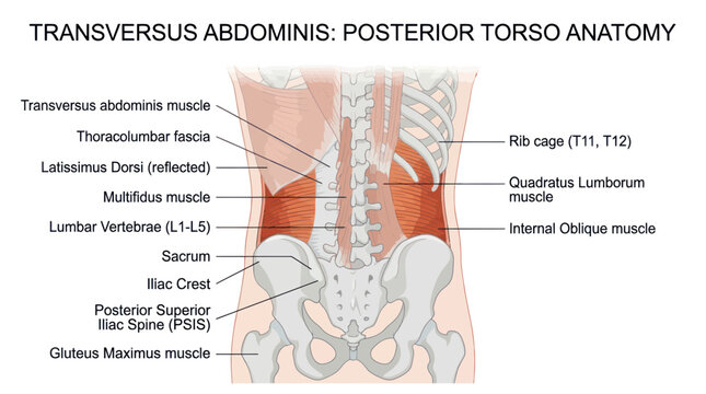 Posterior torso anatomy showing transversus abdominis and lumbar spine