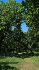 Fototapeta premium A winding path through a dense, summer forest.