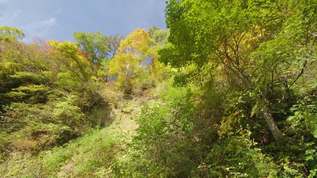 紅葉の名所 秋の鳴子峡の風景　Autumn scenery of Naruko Gorge, a famous spot for autumn foliage.
