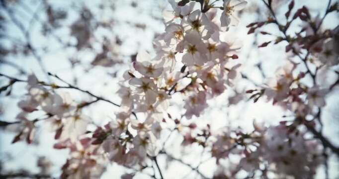 Cherry Blossom Branches Against Blue Sky Hiroshima Japan - Low, smooth moving shot Under Tree