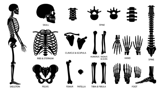 Human skeletal system anatomy parts and bones collection