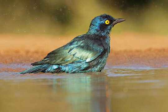 A colorful Cape glossy starling (Lamprotornis nitens) bathing in shallow water, South Africa