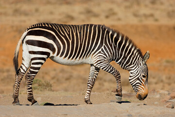Obraz premium A Cape mountain zebra (Equus zebra) in natural habitat, Mountain Zebra National Park, South Africa