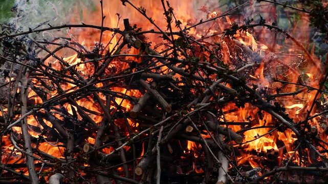Closeup burning campfire, fire flames on wood logs and tree branches in forest