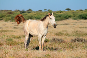 Obraz premium A white free-range horse standing in open grassland, South Africa