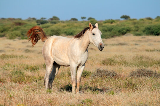 A white free-range horse standing in open grassland, South Africa