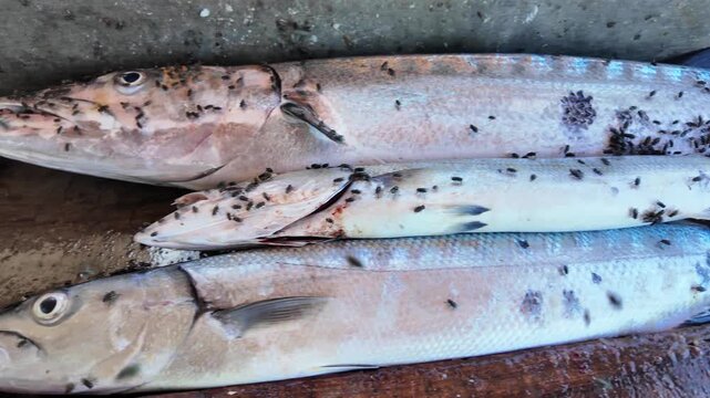 Authentic seafood industry scene showing freshly landed fishes surrounded by flies. Natural market conditions, and traditional fishing activities in beachfront tropical coastal community.