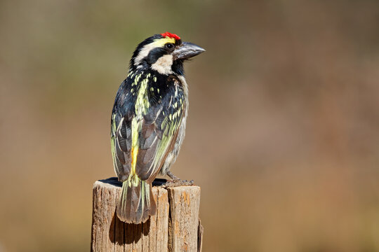 An alert pied barbet (Tricholaema leucomelas) perched on a stump, South Africa