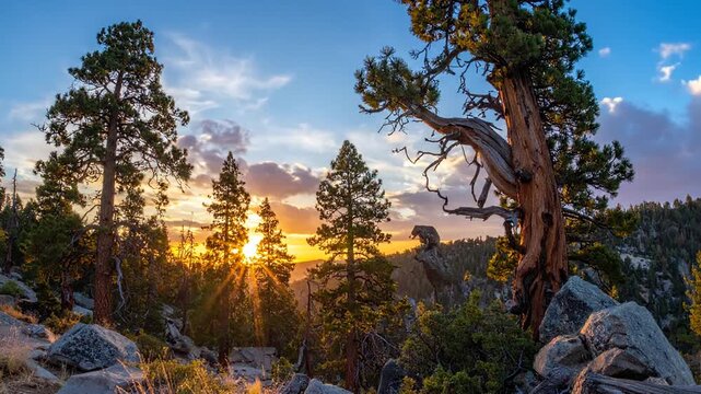 Golden sunset illuminates a wild animal on a rocky outcrop