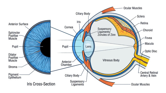 Human eye anatomy diagram with iris cross section and labeled parts
