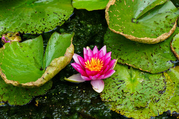 water lily © rob