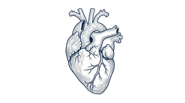 Human heart anatomical sketch with detailed arteries and veins