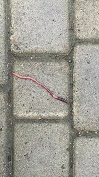 An earthworm crawls on paving stones. Vertical 4K footage