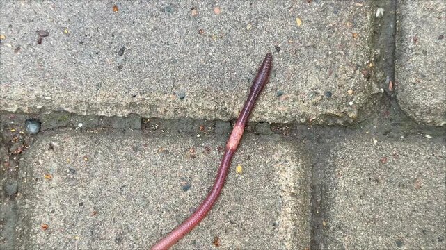 An earthworm crawls on paving stones. 4K footage