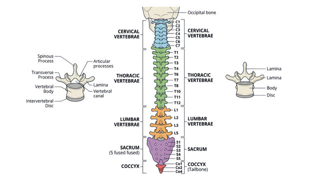 Human spine anatomy diagram with labeled vertebral column sections