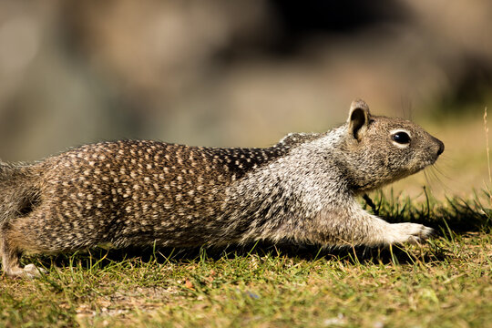 squirrel running
