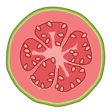 Cross section of pink guava fruit illustration, isolated transparent background